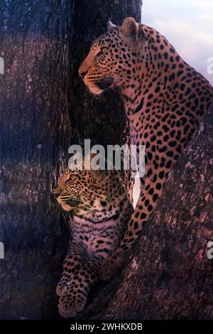 Léopard, avec jeunes, 6 mois, vieux, Panthera pardus, Botswana, Botswana, Botswana Banque D'Images