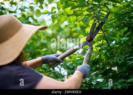 Jardinière femelle taillant les plantes à l'aide de ciseaux à haies professionnels Banque D'Images