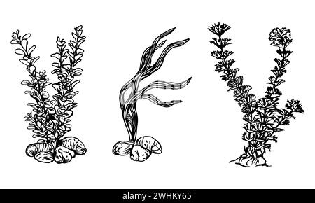 Algues, varech, graphismes. Illustration vectorielle de plantes sous-marines. Élément de conception pour cartes, invitations, bannières, flyers, couvertures, étiquettes, affiches. Illustration de Vecteur