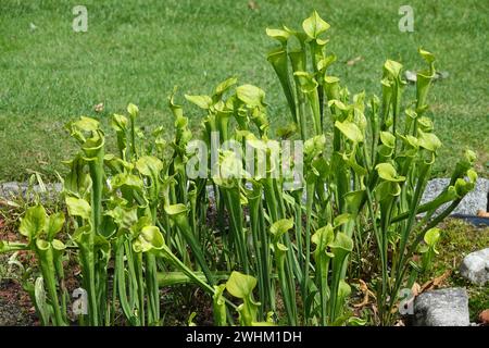 Sarracenia flava, pichet jaune Banque D'Images