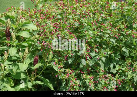 Mirabilis jalapa, fleur de quatre heures Banque D'Images