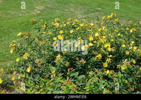 Hypericum patulum var. Henryi, Goldencup composé Johns Wort Banque D'Images