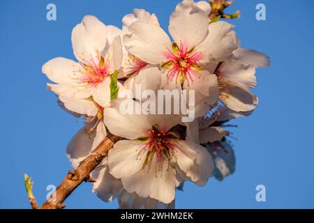 Fleurs aux amandes Banque D'Images