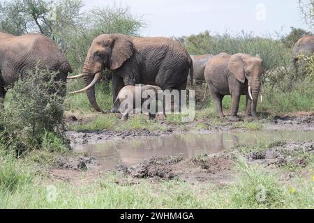 Éléphant d'Afrique (Loxodonta africana), un groupe mixte de mâles, de femelles et de veaux à un point d'eau. Banque D'Images