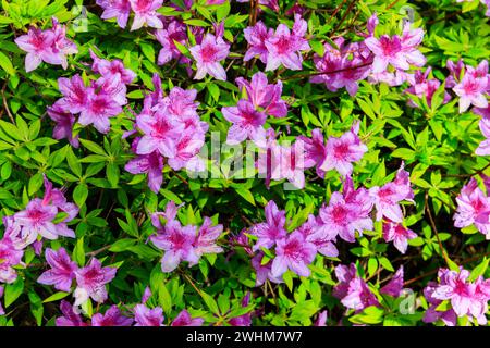 Belle floraison rhododendron commun ou rhododendron pontique (Rhododendron ponticum) dans le jardin botanique Banque D'Images