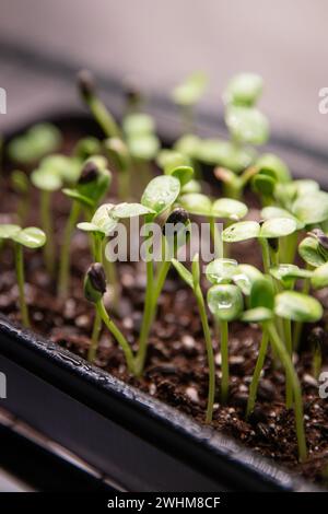 gros plan sur les microgreens de tournesol, des alternatives d'épicerie abordables Banque D'Images