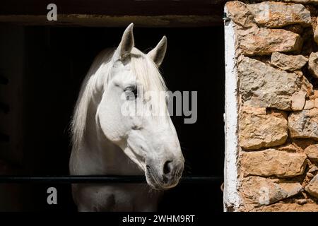 Cheval blanc dans son corral Banque D'Images