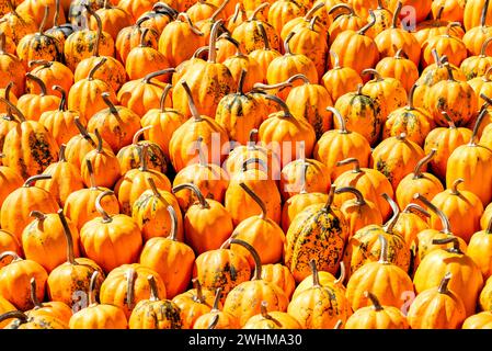 Diverses citrouilles en automne à Spreewald en Allemagne Banque D'Images