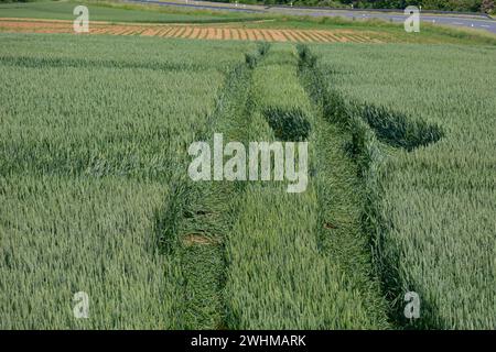 Traces d'un tracteur dans un champ de maïs vert avec une rue en arrière-plan Banque D'Images