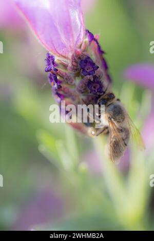 Gros plan d'une abeille récoltant du pollen sur un sommet de lavande (Lavandula angustifolia) avec fond flou Banque D'Images