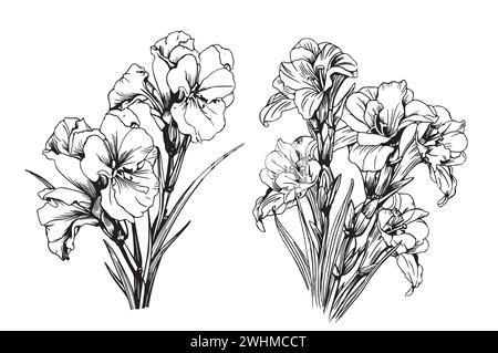 Vecteur fleur de ligne d'illustration florale noir et blanc Gladiolus sur fond blanc. Lis d'épée, gladiola, glaïeuls. Style de dessin à une ligne. Illustration de Vecteur