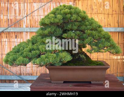 Sapin noir bonsaï au Nagoya Castle Bonsaï Show. Nagoya. Japon Banque D'Images