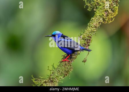 Réducteur de vitesse rampante à pattes rouges, Cyanerpes cyaneus, la Fortuna, Costa Rica Banque D'Images