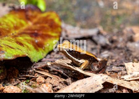 Mantidactylus melanopleura, Parc national d'Andasibe-Mantadia, faune de Madagascar Banque D'Images