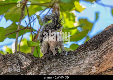 Écureuil panaché, Sciurus variegatoides, Coco, faune du Costa rica Banque D'Images