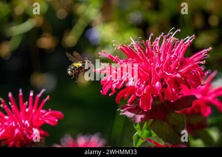 Issaquah, Washington, États-Unis. Bumblebee volant à côté d'une fleur de baume d'abeille en fleur Banque D'Images