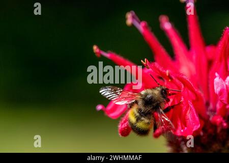 Issaquah, Washington, États-Unis. Fleur de baume d'abeille pollinisée par un bourdon Banque D'Images
