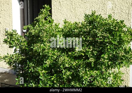 Euonymus fortunei, fuseau à feuilles persistantes Banque D'Images