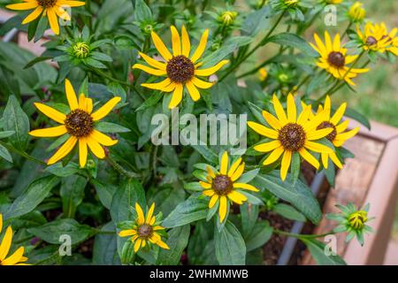 Issaquah, Washington, États-Unis. Naine aux yeux noirs Susan (Rudbeckia 'Little Goldstar') fleurs poussant dans un pot dans une boîte de jardinière. Banque D'Images