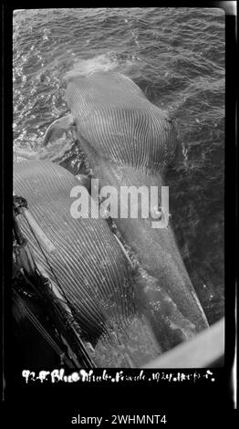 Deux baleines bleues capturées par des baleiniers, à côté du navire. Chasse à la baleine dans la mer de Ross 1924 Banque D'Images