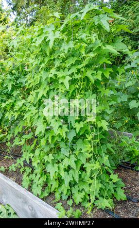 Issaquah, Washington, États-Unis. Minuscule cucamelon poussant sur la vigne. Banque D'Images