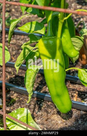 Issaquah, Washington, États-Unis. Poivrons Jalapeno Gigante II poussant sur un treillis métallique Banque D'Images