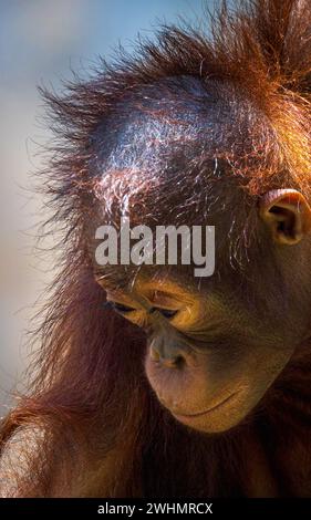 Un bébé Orang-outans de Bornéo. Banque D'Images