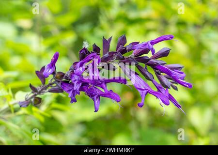 Bellevue, Washington, États-Unis. Arbuste de sauge d'amitié en fleur, nom scientifique Salvia guarantica 'Amistad'. Les magnifiques fleurs violettes foncées fleurissent fr Banque D'Images