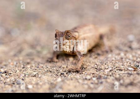 Le caméléon pygmée de Brygoo, Brookesia brygooi, réserve communautaire d'Anja Ambalavao, Madagascar faune Banque D'Images