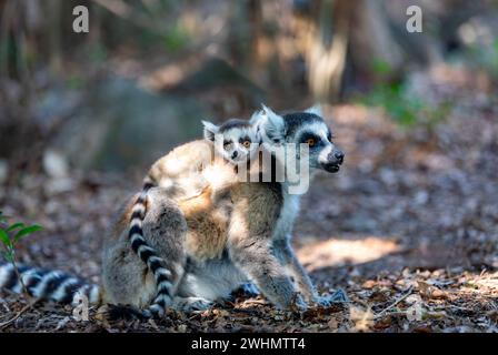 Lémuriens à queue circulaire avec bébé, Lemur catta, faune de Madagascar Banque D'Images