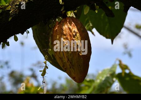 Fruits de cacao frais mûrs sur les arbres de cacao Banque D'Images