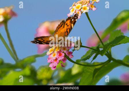 Dame américaine (Vanessa virginiensis) se nourrissant de fleurs de lantana, Galveston, Texas, USA Banque D'Images