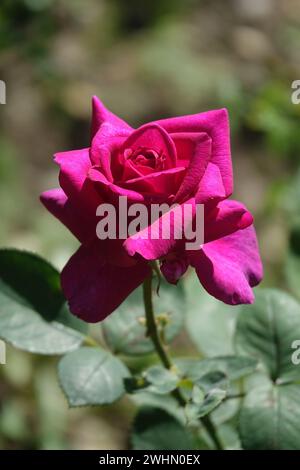 Rosa Blue River, Rose hybride Banque D'Images