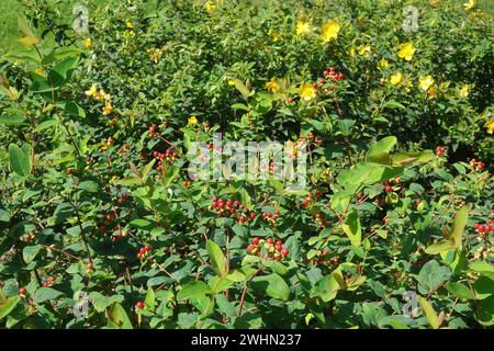 Hypericum androsaemum, shrubby préparés Johns Wort Banque D'Images