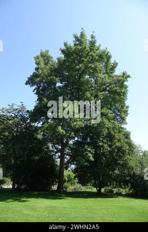 Fraxinus pennsylvanica, frêne rouge Banque D'Images