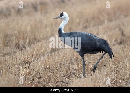 Grue à capuche (Grus monacha), oiseau unique, vue de côté. Dans une rizière d'hiver, Arasaki, ville d'Izumi, Kyushu, Japon 31 janvier 2024 Banque D'Images