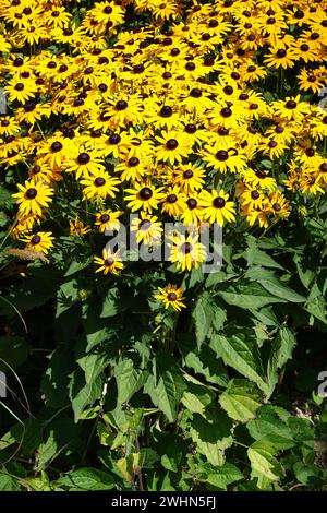 Rudbeckia fulgida var. Sullivantii Goldsturm, Coneflower Banque D'Images