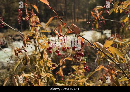 C'est chokecherry aka Prunus virginiana. Je l'ai trouvé le long de la piste de la rivière Deschutes à Bend Oregon. Banque D'Images