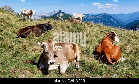 KÃ¼he auf einer Almweide im Tannheimer Tal Banque D'Images