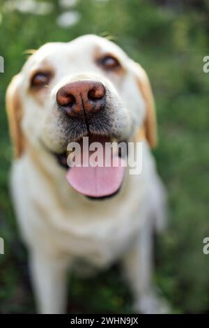 Gros plan d'un labrador retriever doré coupé dans la nature. Un beau chien domestique Banque D'Images