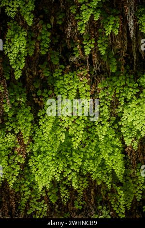 Les fougères épaisses poussent sur Wall in the Narrows le long du ressort goutte à goutte Banque D'Images