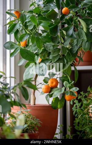 Arbre de mandarine avec des fruits dans un pot en terre cuite sur le rebord de la fenêtre à la maison. Plante d'agrumes de Calamondin. Banque D'Images