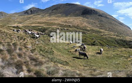 Vaches qui paissent dans les pyrénées catalanes Banque D'Images