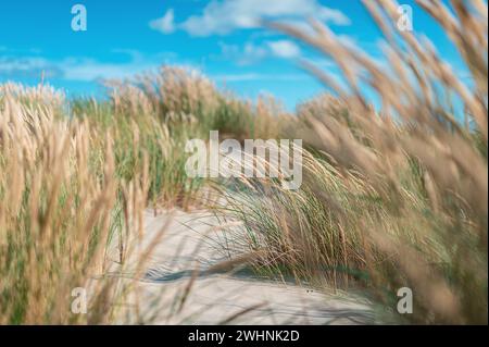 Herbe et sable dans les dunes de Skagen au Danemark Banque D'Images