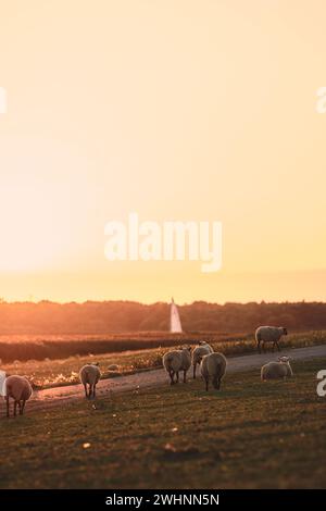 Moutons marchant sur la digue au coucher du soleil Banque D'Images