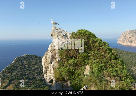 Gaviota argÃ©ntea(Larus michahellis).Parque Natural de sa Dragonera.Andratx.Ponent.Mallorca.Baleares.EspaÃ±a.. Banque D'Images