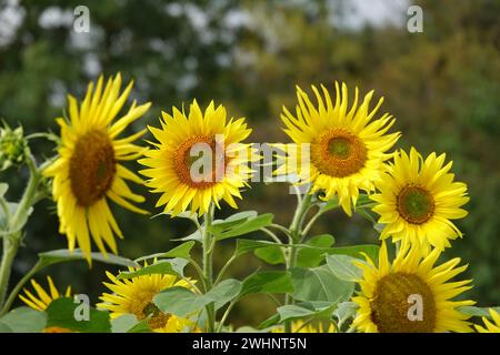 Helianthus annuus, tournesol, abeille Banque D'Images