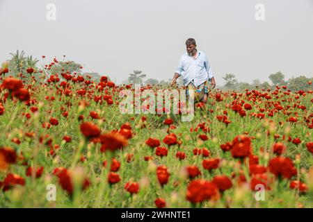 Narayanganj, Bangladesh. 10 février 2024. Sabdi, un village du Bandar Upazila de Narayanganj, est bien connu pour la production de fleurs. Les résidents croient que c'est le plus grand fournisseur de fleurs à Dacca. Les agriculteurs pensent que le sol de la région est plus approprié que tout autre endroit dans le pays pour cultiver des plantes à fleurs. (Crédit image : © Suvra Kanti Das/ZUMA Press Wire) USAGE ÉDITORIAL SEULEMENT! Non destiné à UN USAGE commercial ! Banque D'Images