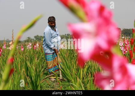 Narayanganj, Bangladesh. 10 février 2024. Sabdi, un village du Bandar Upazila de Narayanganj, est bien connu pour la production de fleurs. Les résidents croient que c'est le plus grand fournisseur de fleurs à Dacca. Les agriculteurs pensent que le sol de la région est plus approprié que tout autre endroit dans le pays pour cultiver des plantes à fleurs. (Crédit image : © Suvra Kanti Das/ZUMA Press Wire) USAGE ÉDITORIAL SEULEMENT! Non destiné à UN USAGE commercial ! Banque D'Images