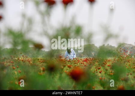 Narayanganj, Bangladesh. 10 février 2024. Sabdi, un village du Bandar Upazila de Narayanganj, est bien connu pour la production de fleurs. Les résidents croient que c'est le plus grand fournisseur de fleurs à Dacca. Les agriculteurs pensent que le sol de la région est plus approprié que tout autre endroit dans le pays pour cultiver des plantes à fleurs. (Crédit image : © Suvra Kanti Das/ZUMA Press Wire) USAGE ÉDITORIAL SEULEMENT! Non destiné à UN USAGE commercial ! Banque D'Images